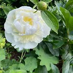 לינה וארוחת בוקר Stunning Victorian Charm קלס
