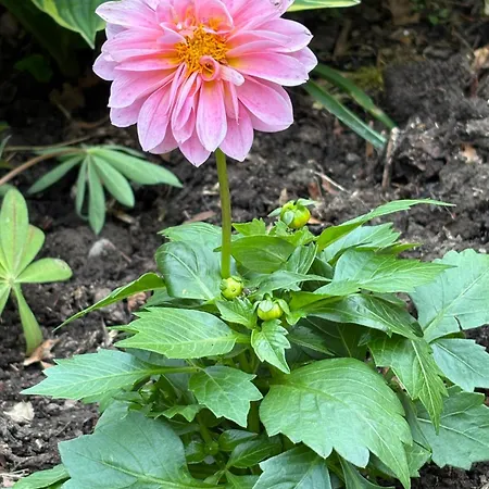 Frühstückspension Stunning Victorian Charm *