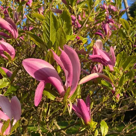Frühstückspension Stunning Victorian Charm Kells (Meath)