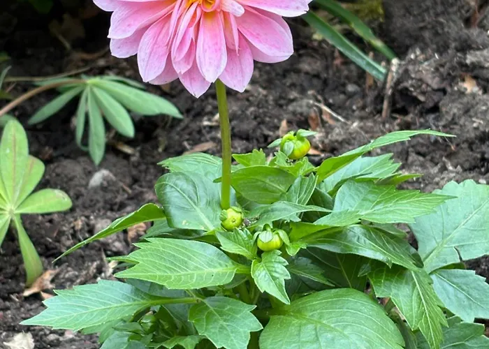 Bed & Breakfast Stunning Victorian Charm *