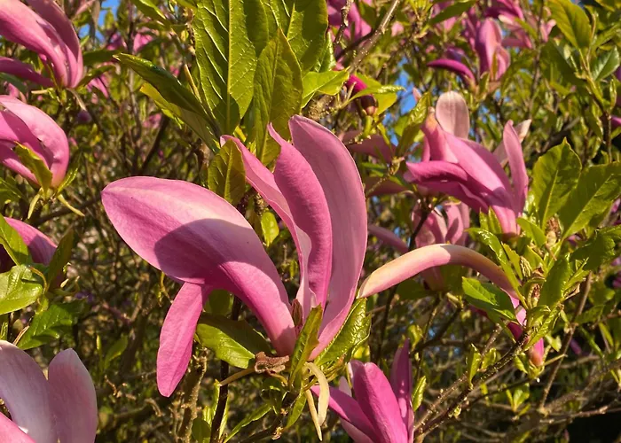 Bed & Breakfast Stunning Victorian Charm Kells (Meath)